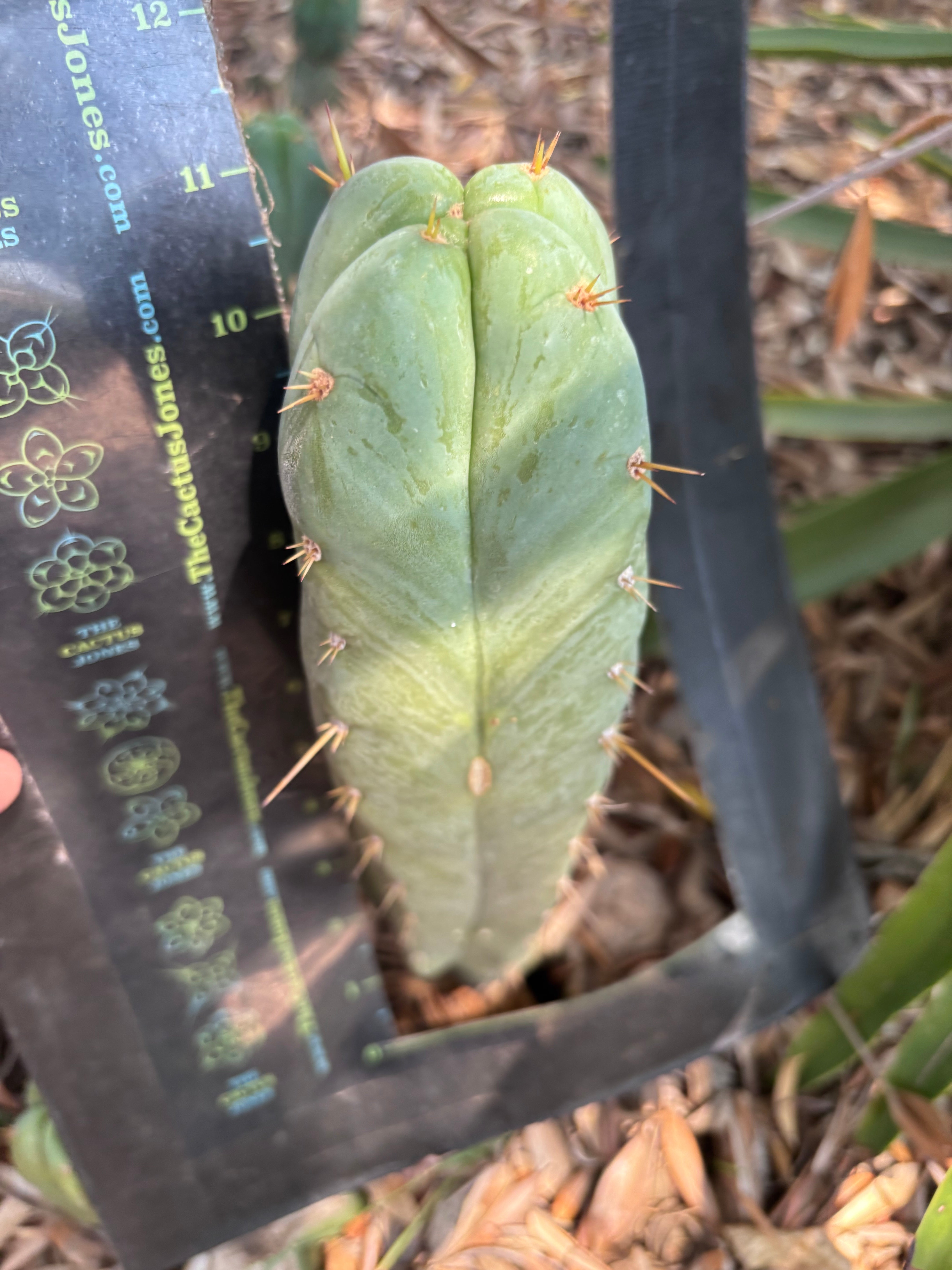 👑 Lotusland Huanu —  Irresistible FourWang 11” Pup