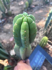 👑🌶️ DaFuq —  12” Tip