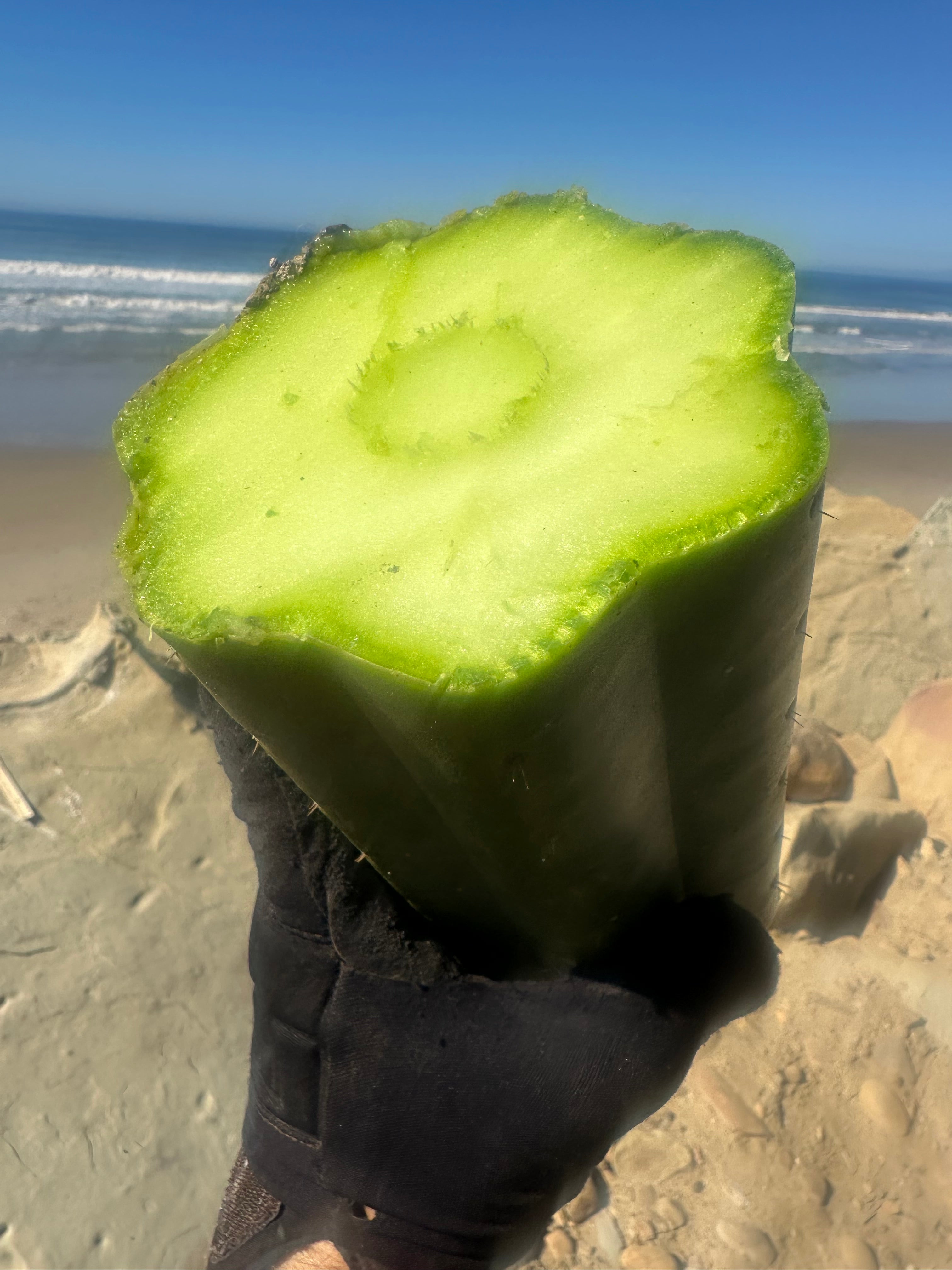 👑🌶️ Tom Juuls Giant  — 7” Mid Chonks