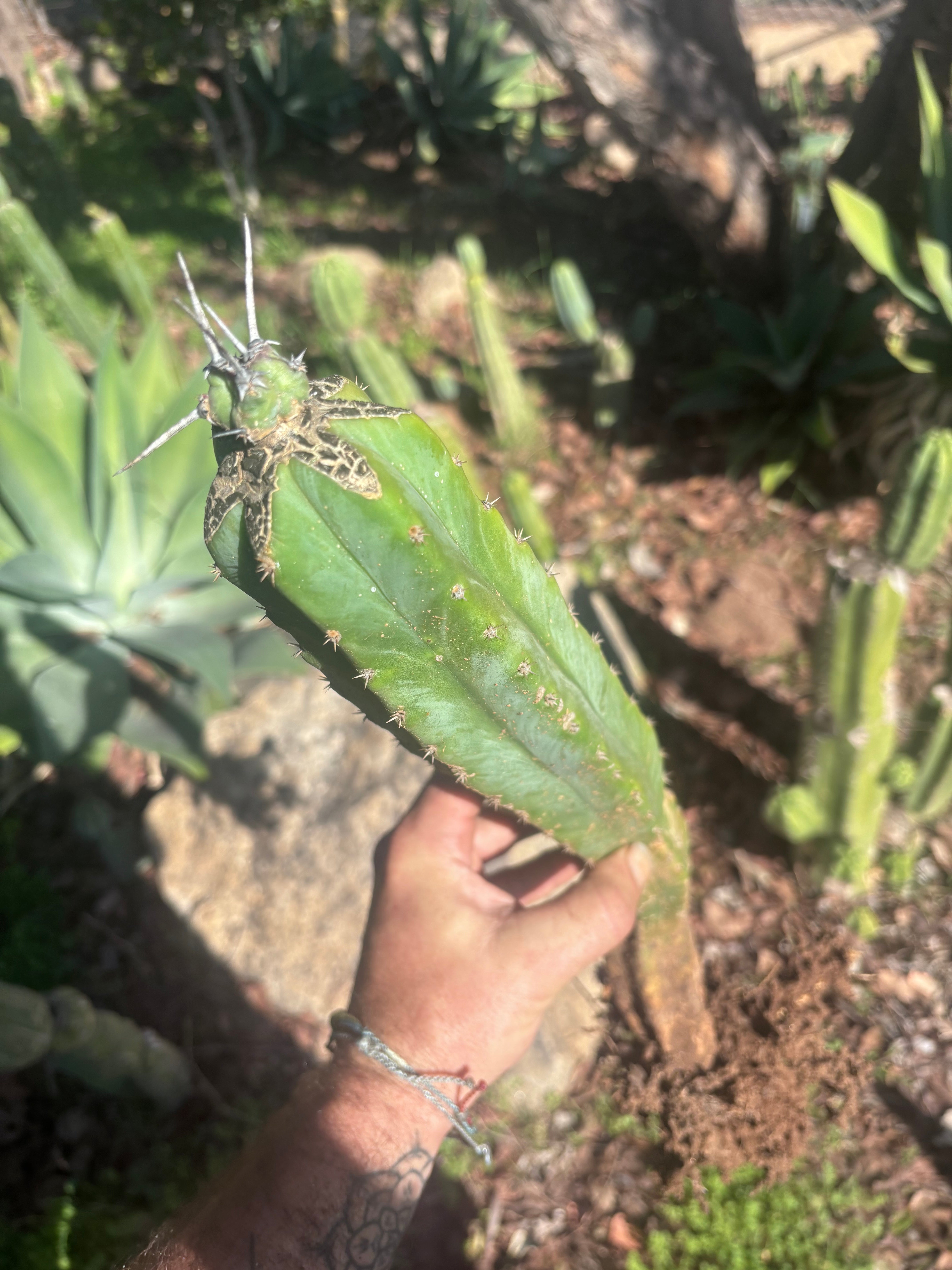 🦄 👑 M Stacker — Rooted Graft