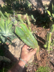 🦄 👑 M Stacker — Rooted Graft