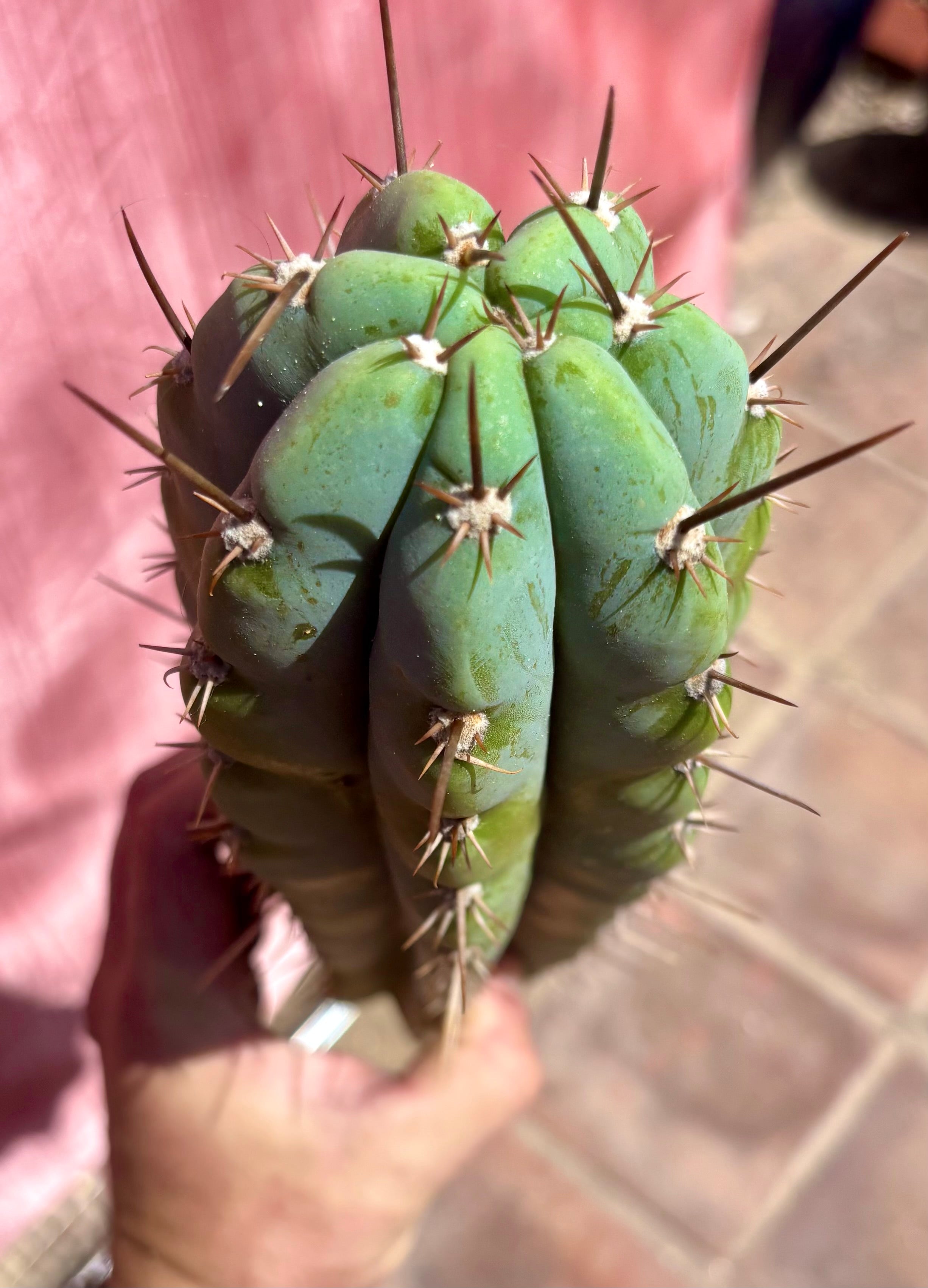👑 Icaros — 14” Tip