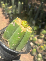 👑 Hulk’s Balls — Graft On Rooted PC