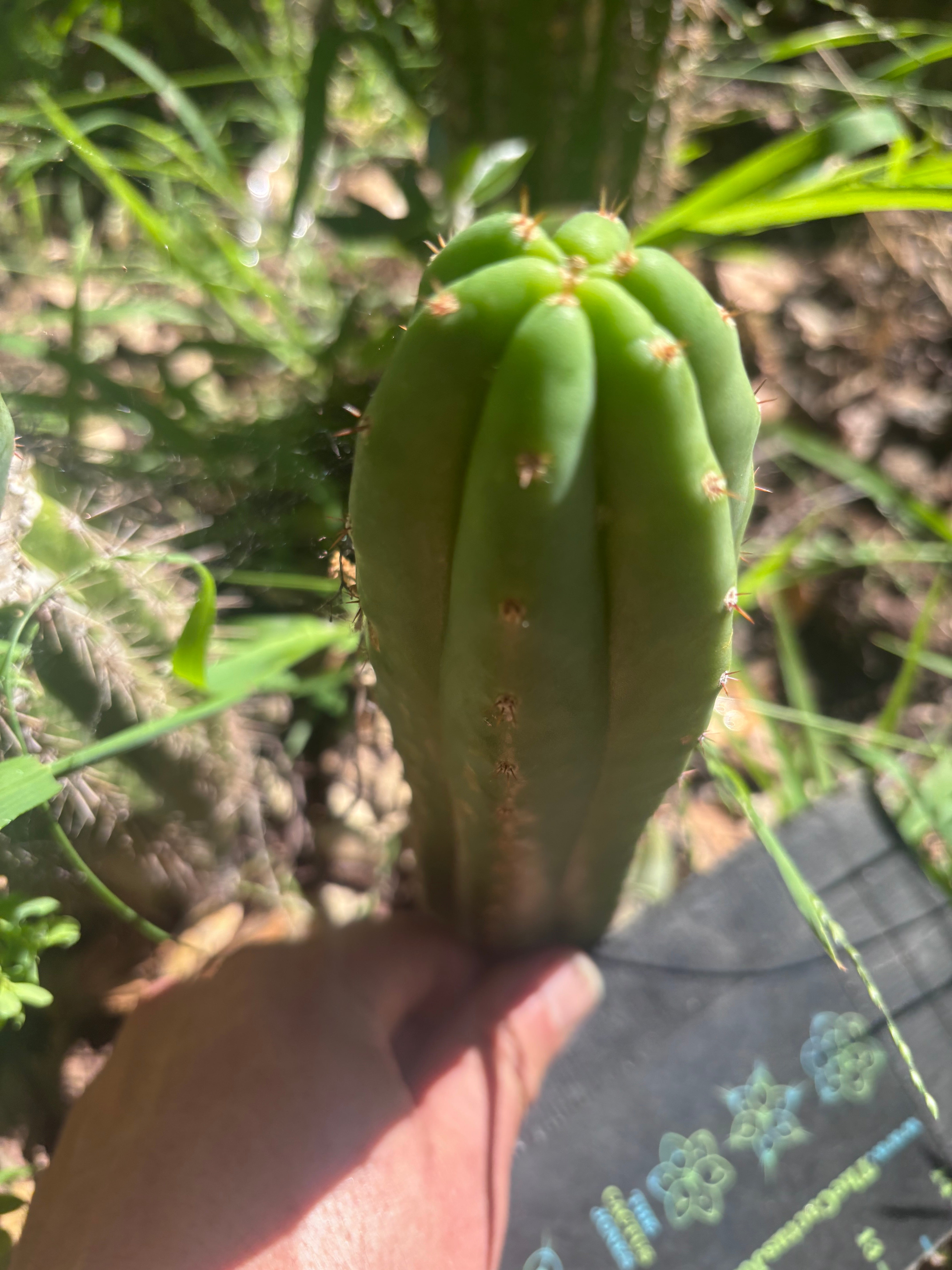 👑🌶️🌶️ KR04 — 8” Tip