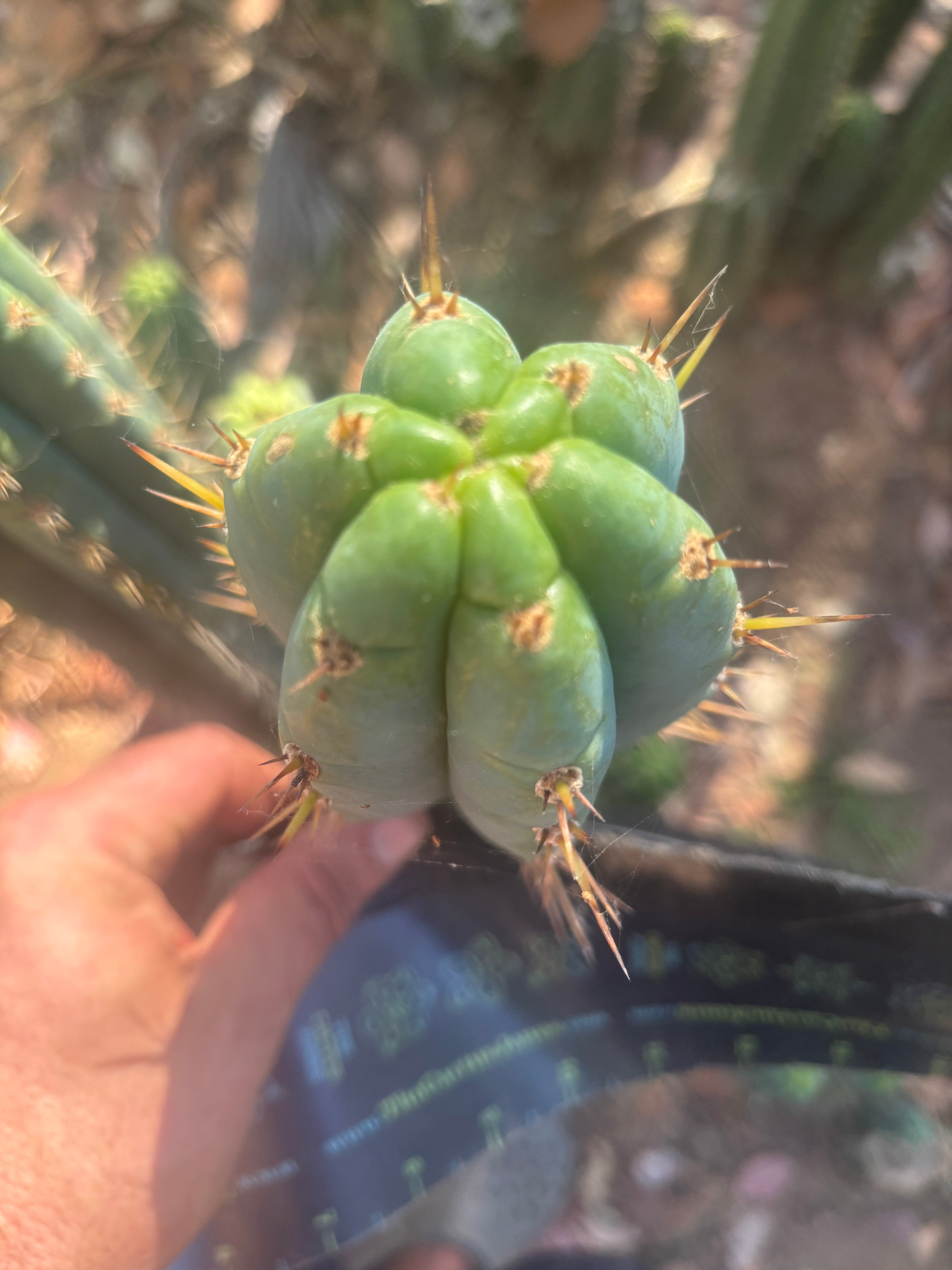 💎👑💎 Cowabunga  — 6” Tip