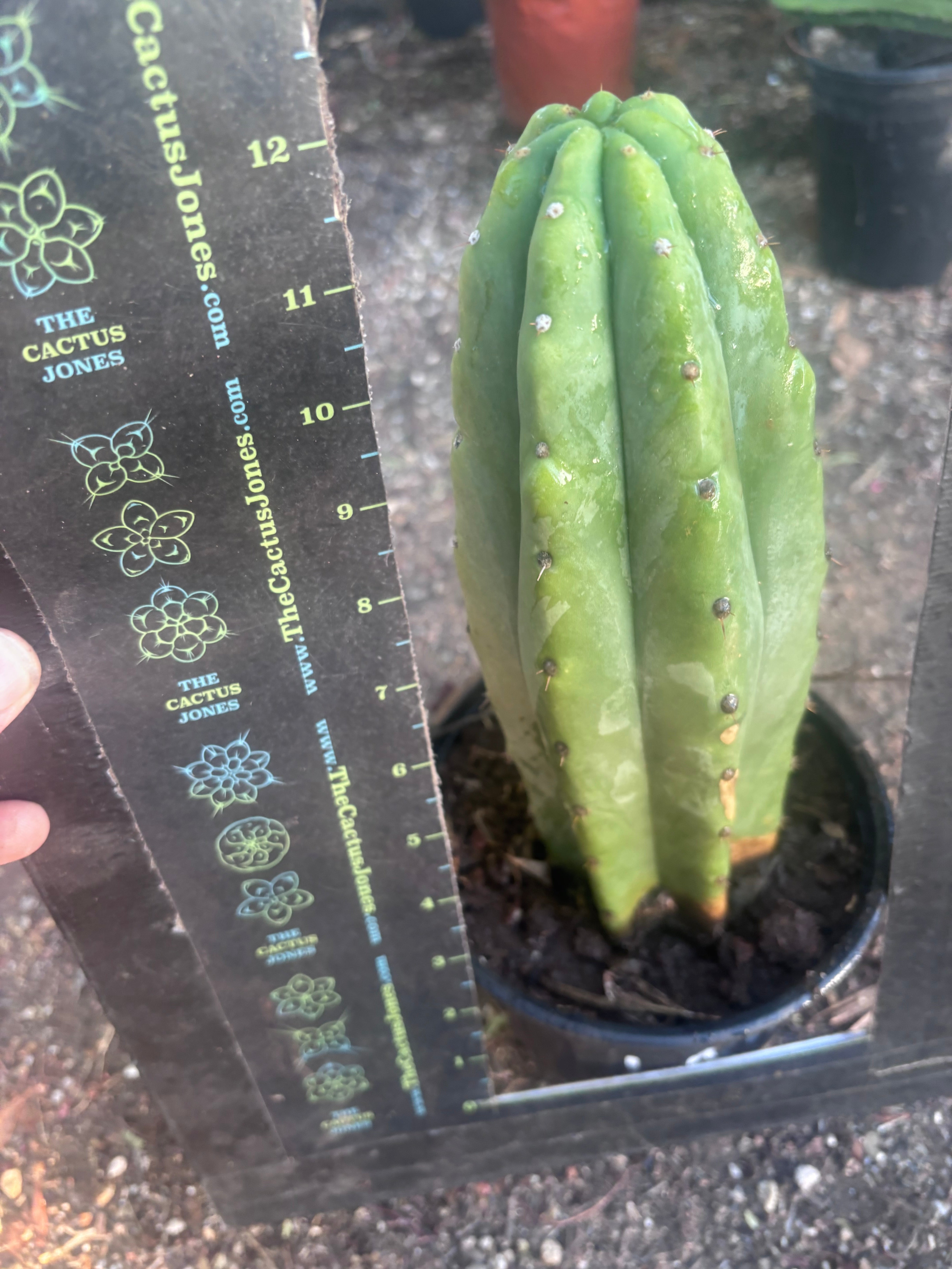 👑🌶️🌶️ Landfill — Rooted Plump 12”
