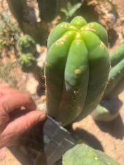 💎👑🌶️ LMP — 7” Tip