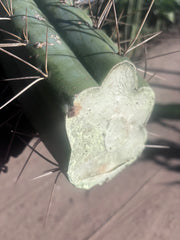 🌶️ SS02 x Kimura’s Spiny Giant  — Another Massive 16” Tip