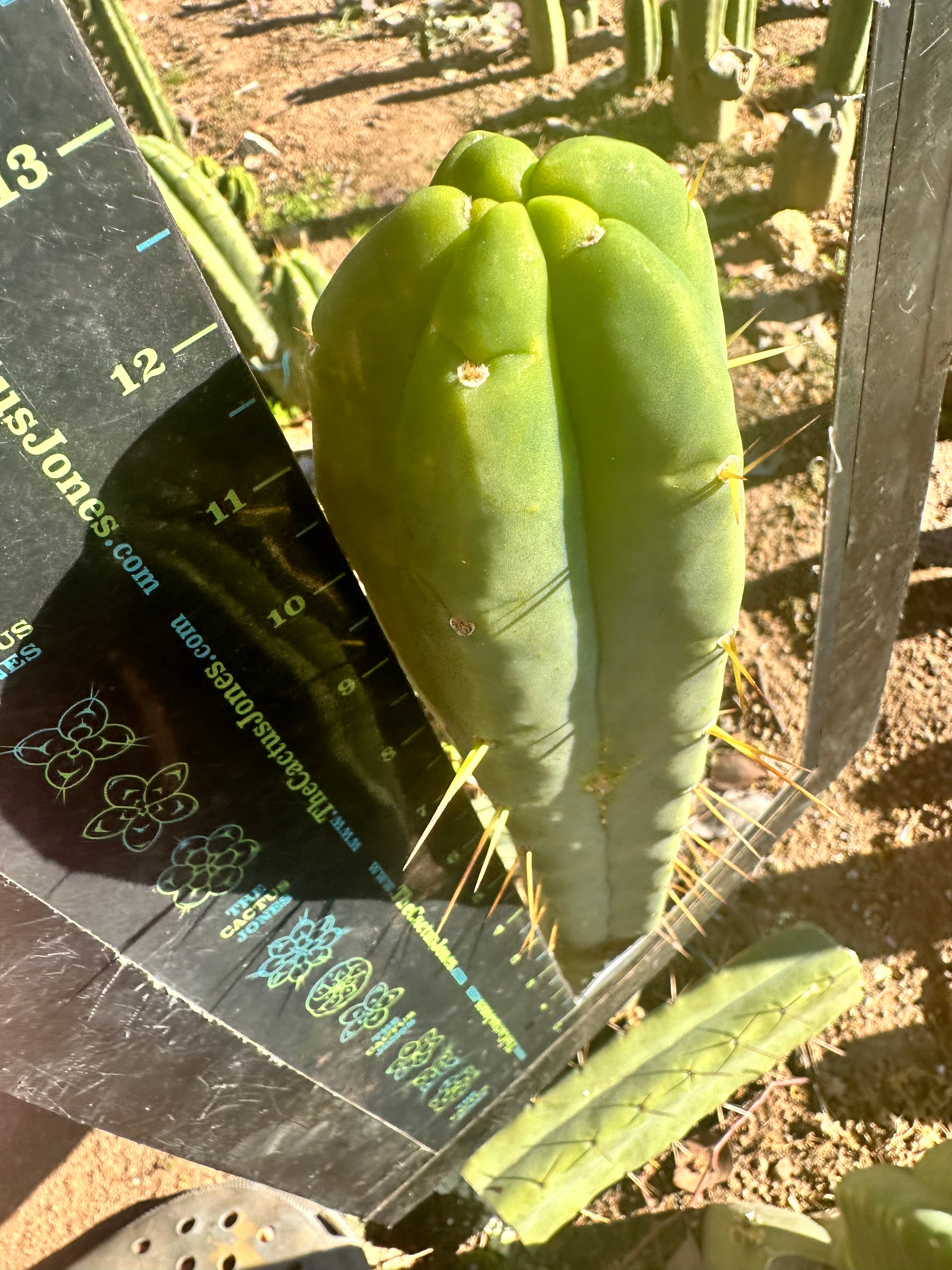 👑🌶️ More Jiimz Twin Spine  — 12” Tips