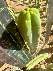 👑🌶️ More Jiimz Twin Spine  — 12” Tips