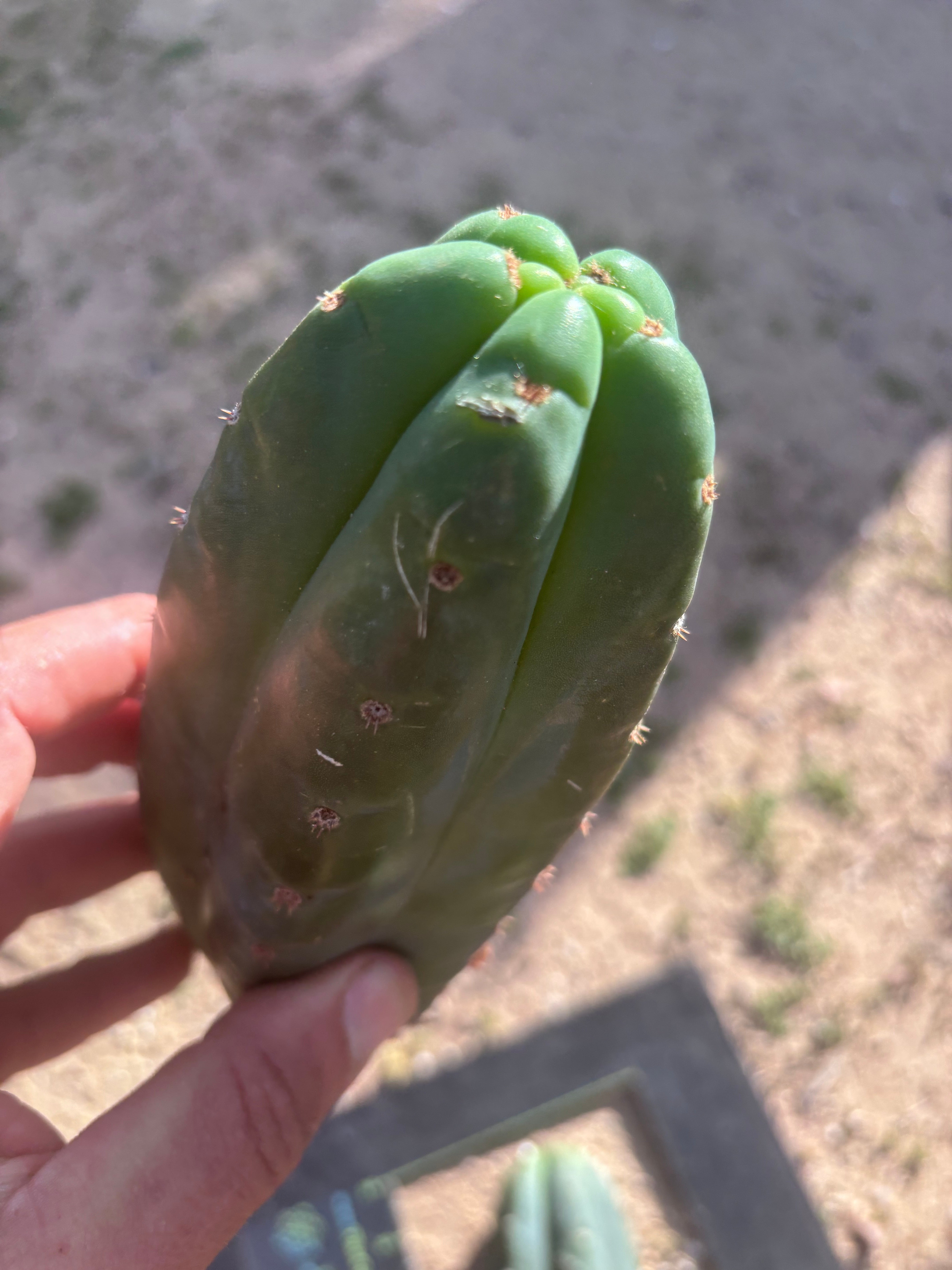 👑🌶️ Pierre — Lot of 3 Pups