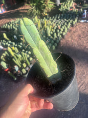 👑🌶️🌶️ Jiimz Twin Spine — Rooted 10” Tip