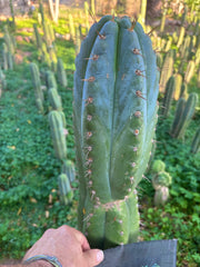 💎👑💎 Papa Smurf — XXL 14” Tip