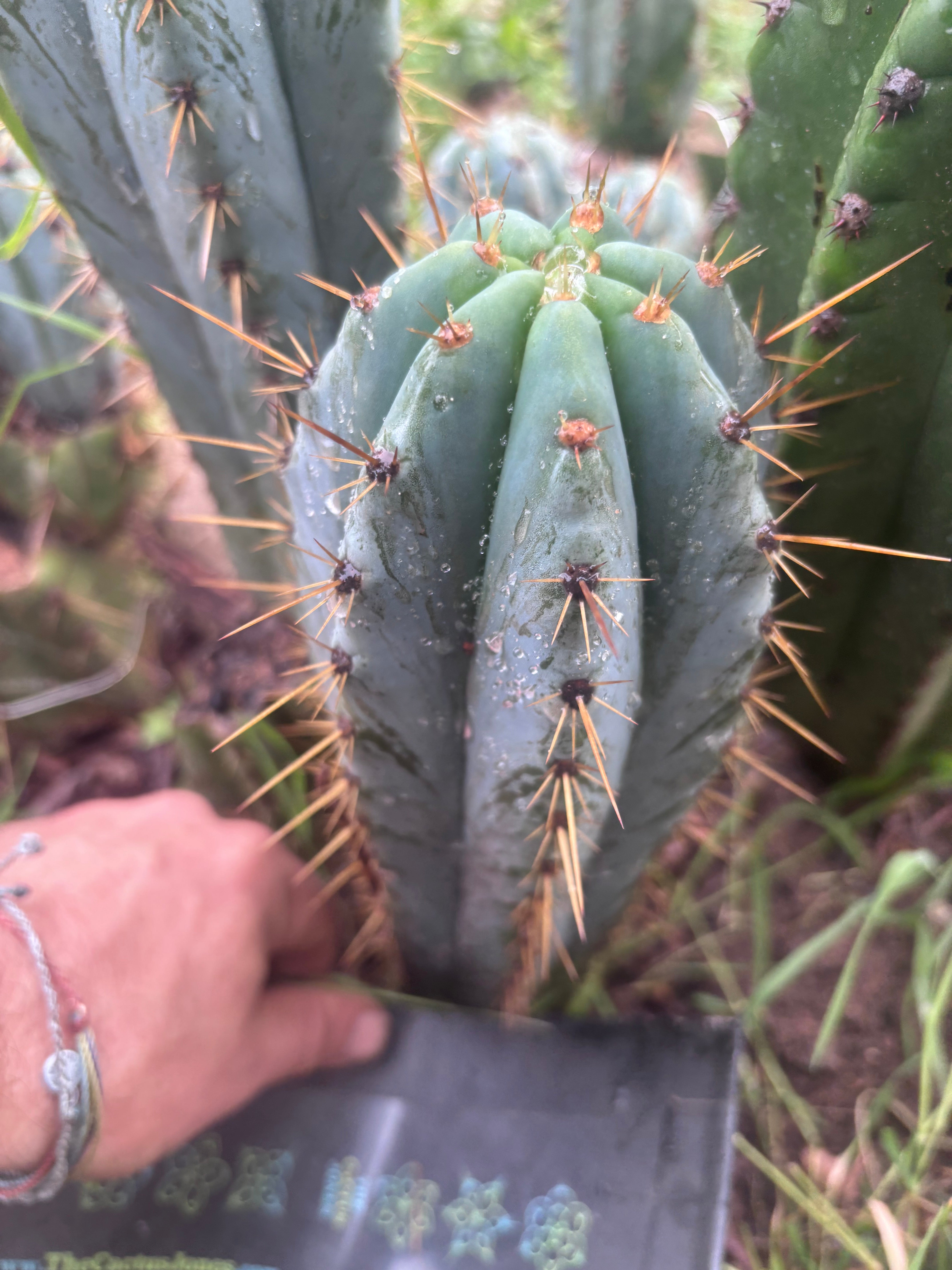 💎👑 Argentinensis “Coopers Clone” — 9” Tip