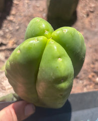 💎👑💎🌶️ Ferah — FourWang Chub Muffin