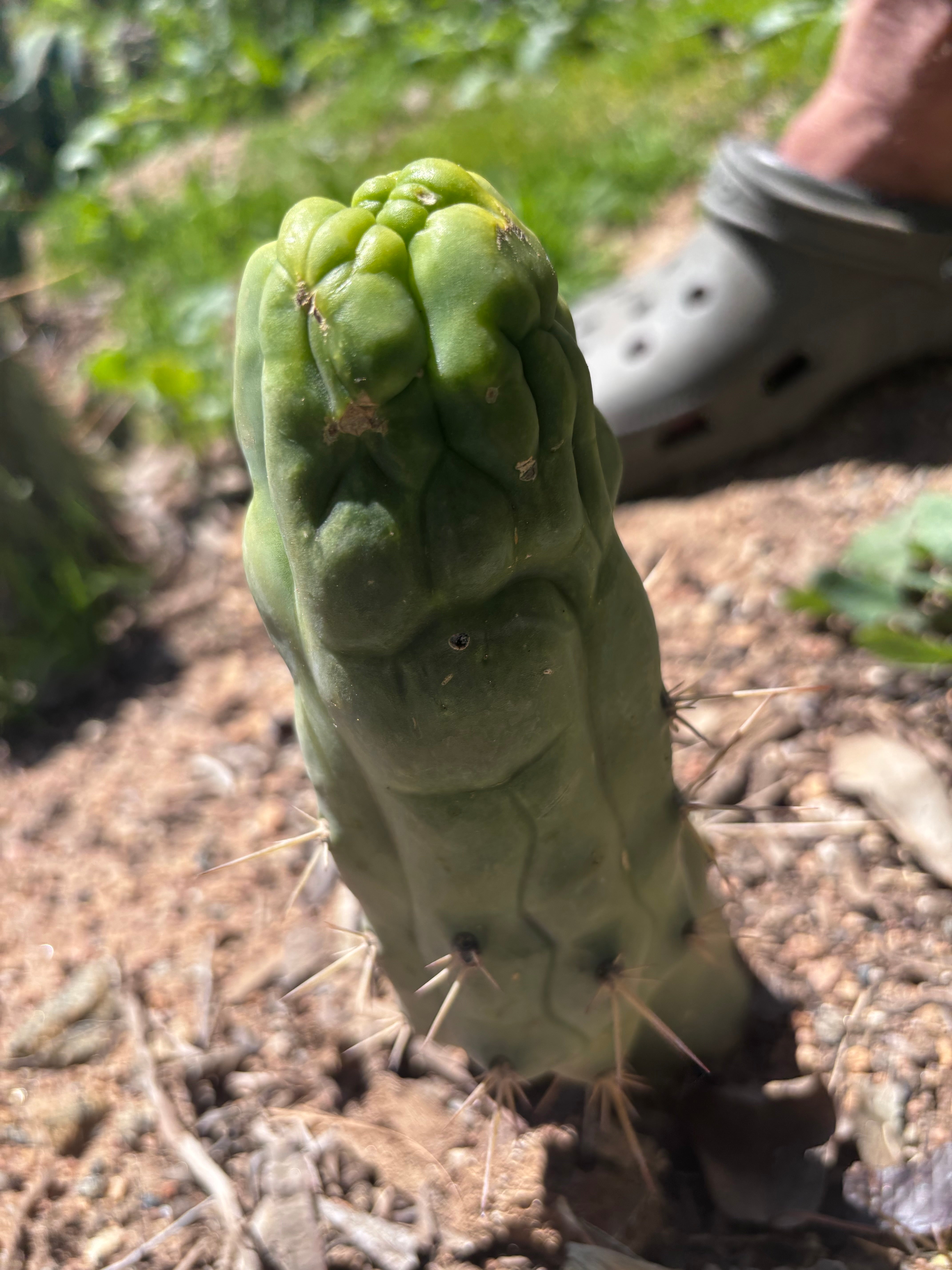 💎👑 Bruce’s Dragon — 6.5” Pup