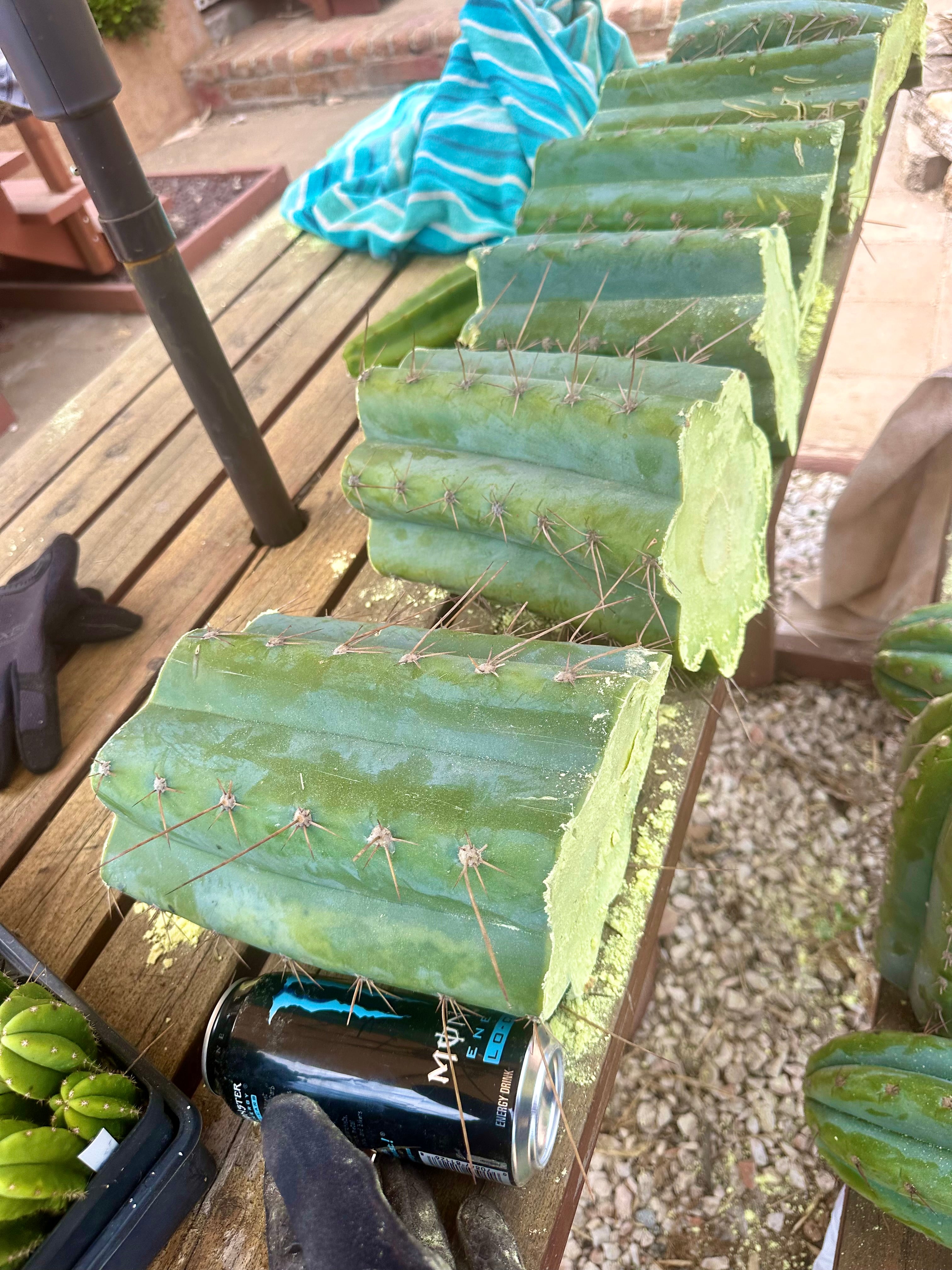 💎👑🌶️ CGG — 10” *MEGA* Mids (7)