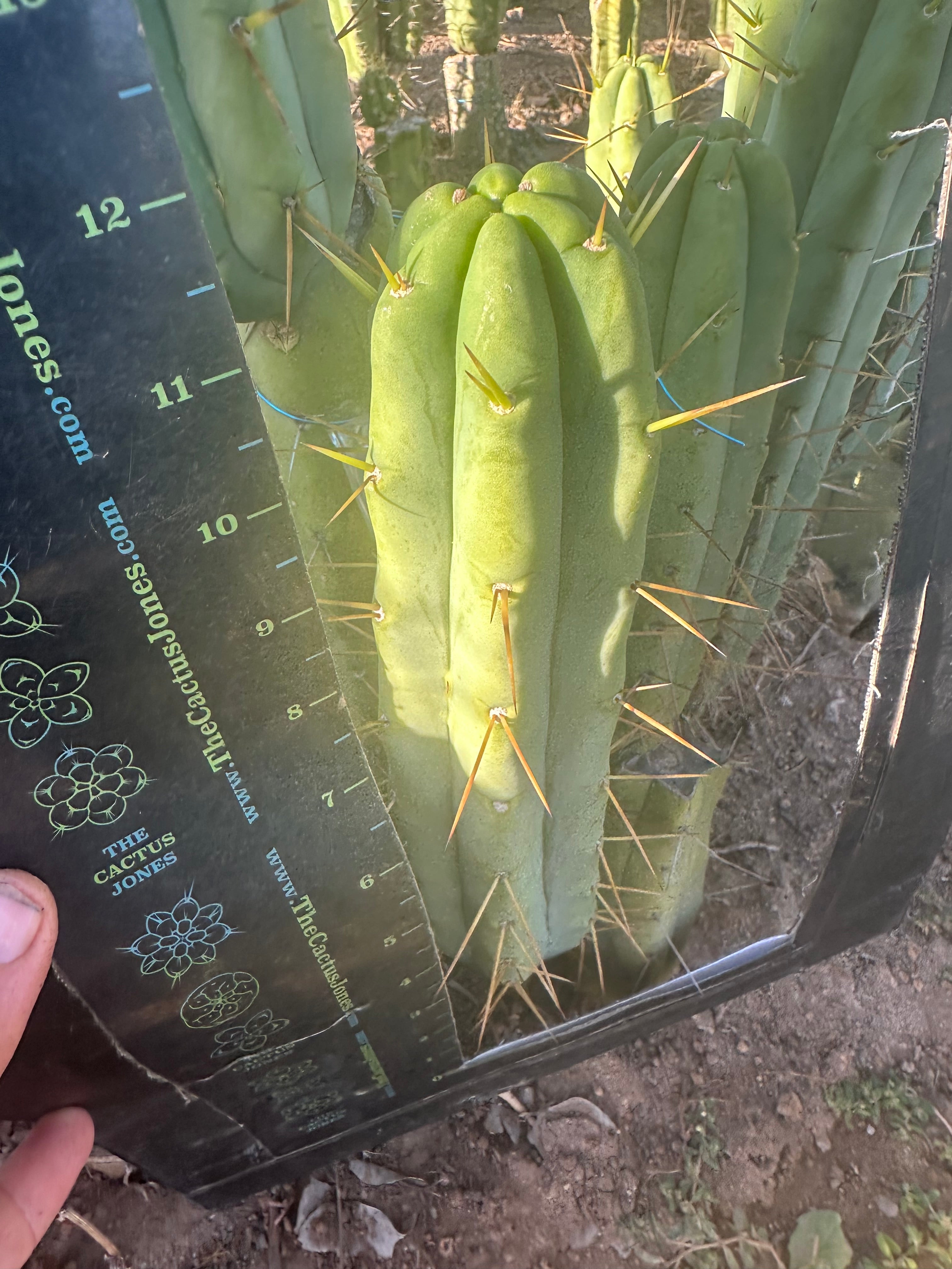 👑🌶️🌶️ Jiimz Twin Spine  — 12” Tips