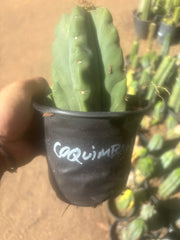 💎👑💎 T. Coquimbanus — Pup Graft on Rooted Scop