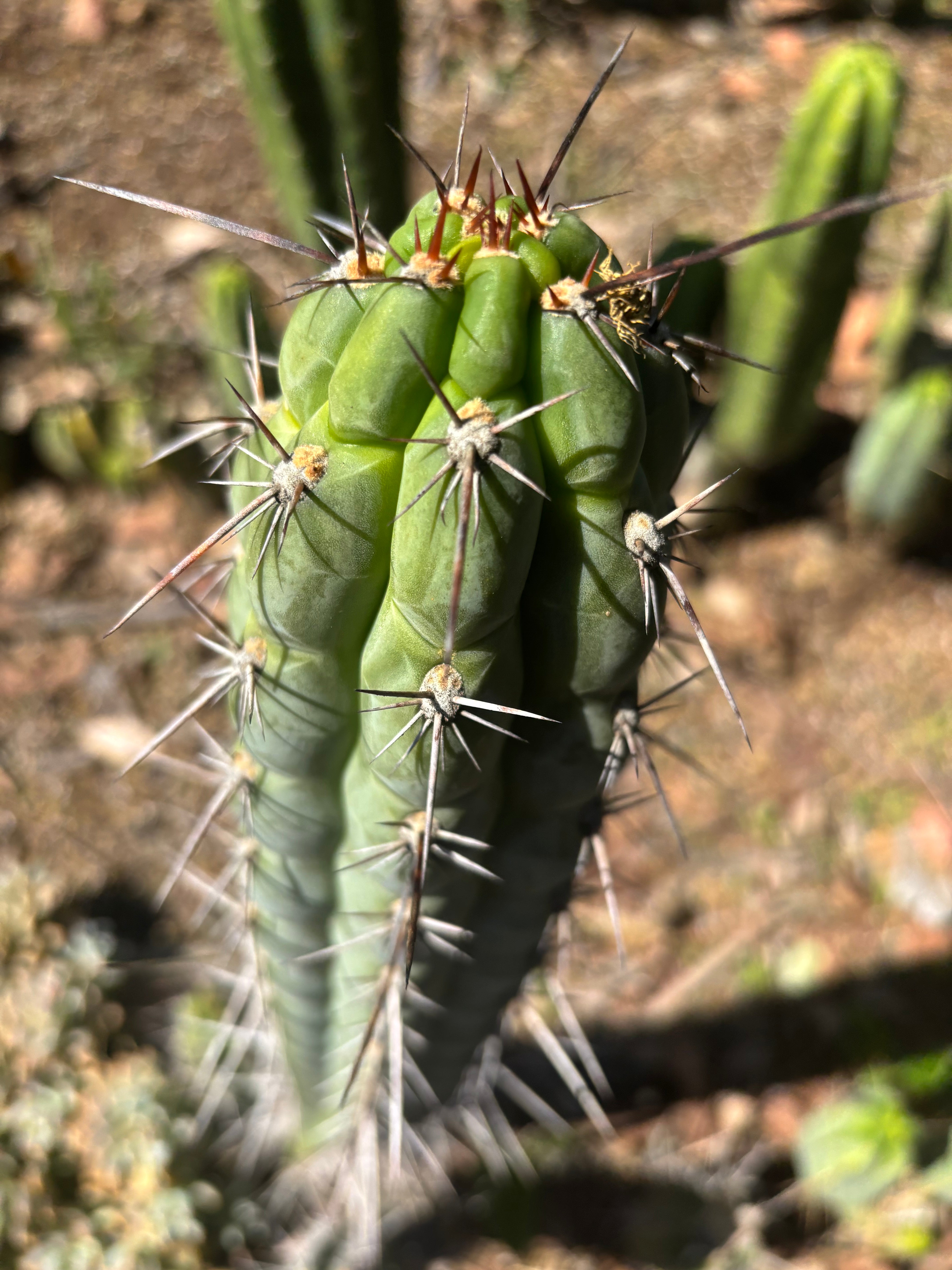 👑 Chala Restocked! — Notchy 10” Tips