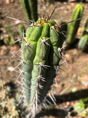 👑 Chala Restocked! — Notchy 10” Tips