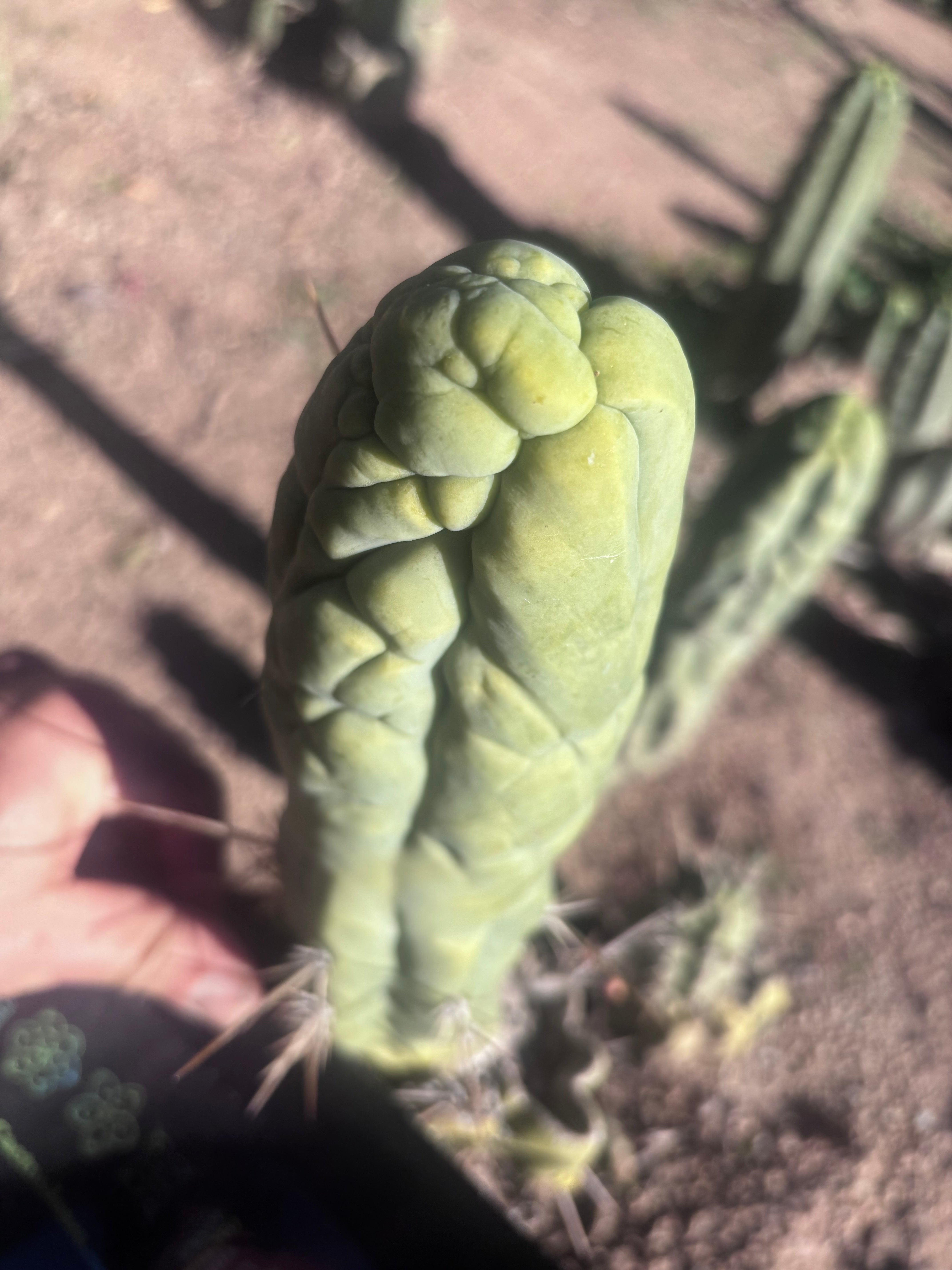 💎👑 Bruce’s Dragon — 8” Tip