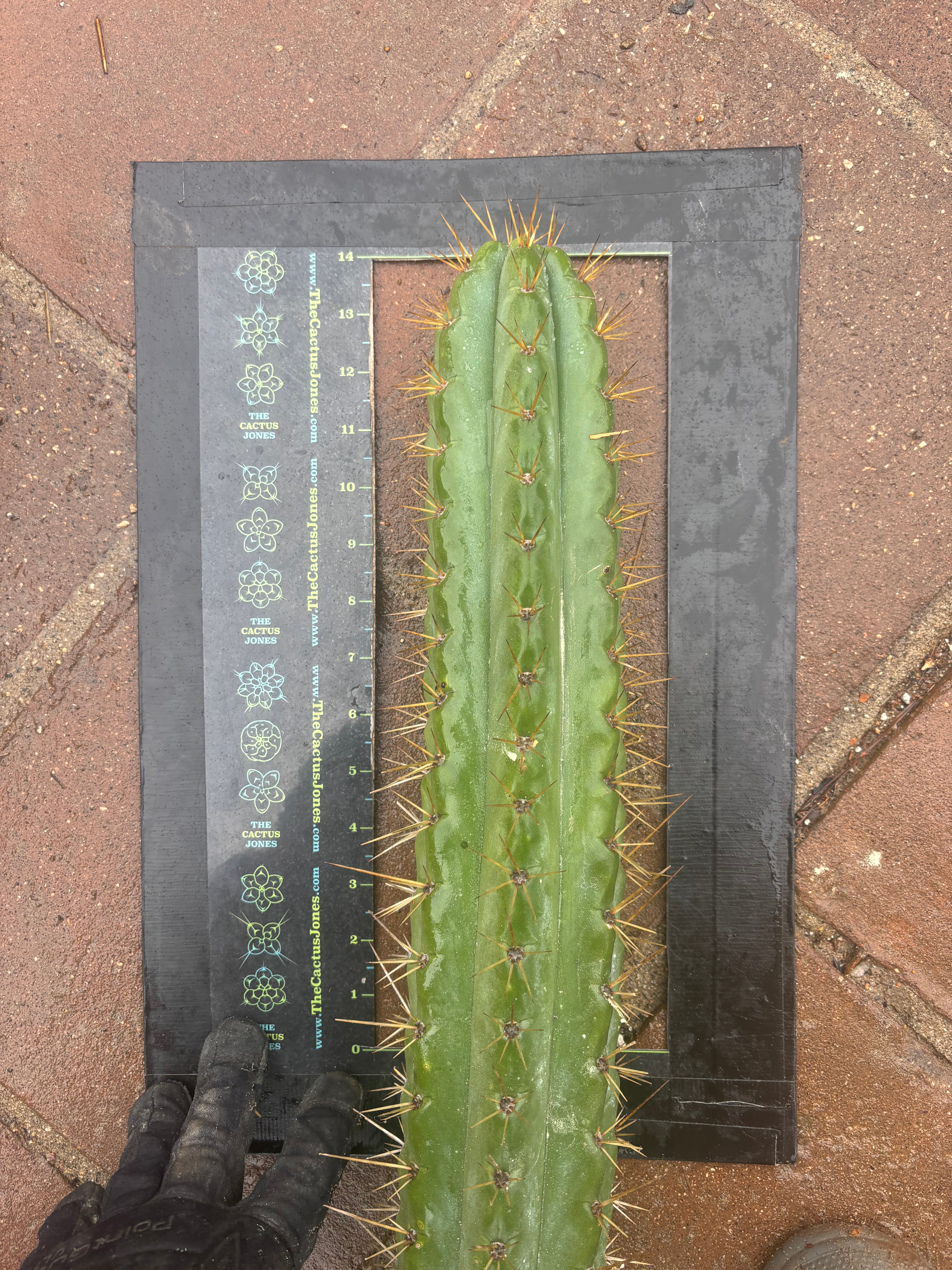 🌶️ SS02 x Kimura’s Spiny Giant   — 14” Tip