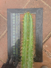 🌶️ SS02 x Kimura’s Spiny Giant   — 14” Tip