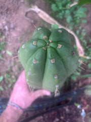 💎👑🌶️ Maranonensis — GIRTHY 10” Tip