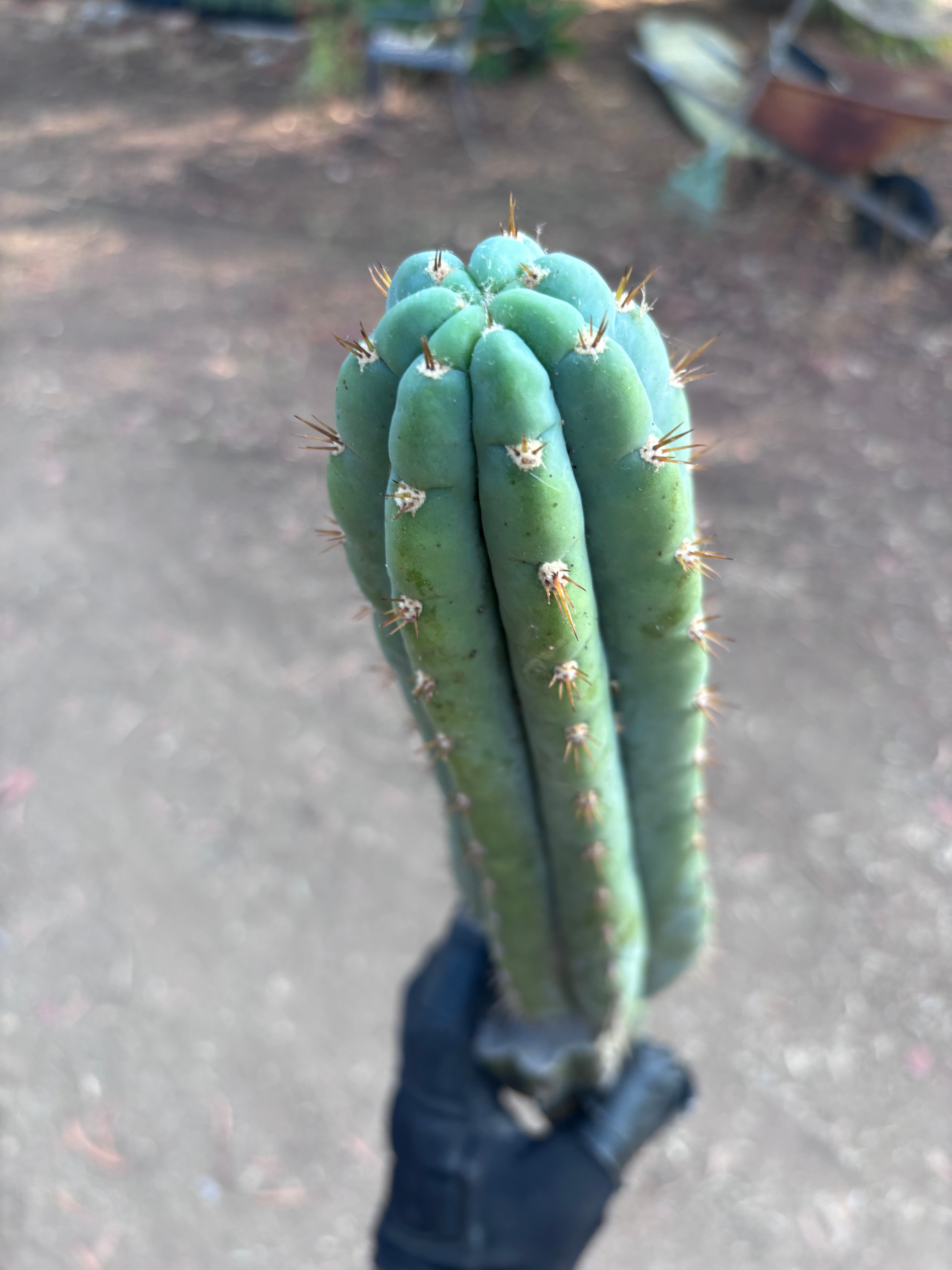 👑🌶️ Ventucky Blue — 16” Tip