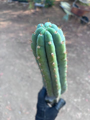👑🌶️ Ventucky Blue — 16” Tip