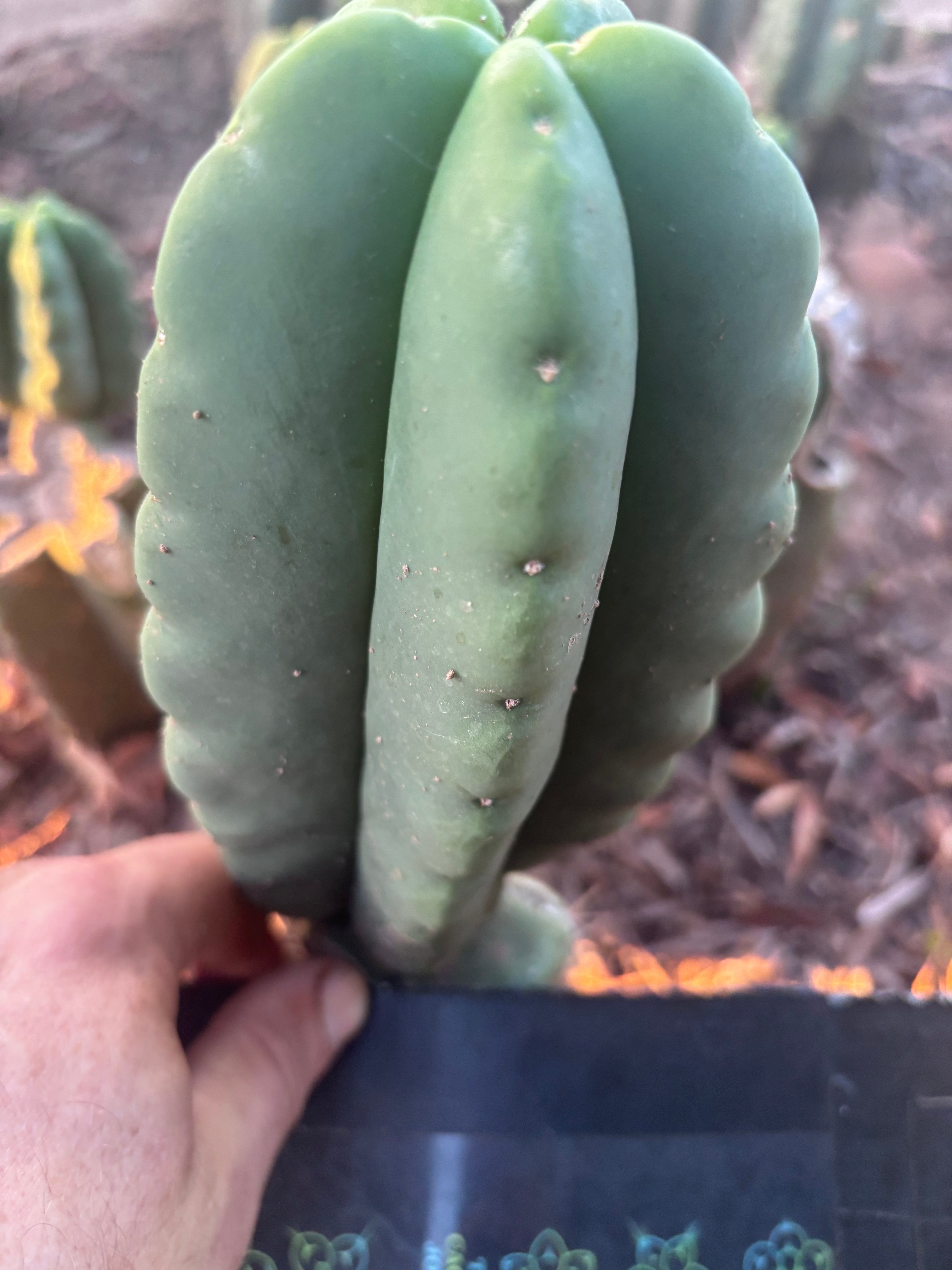 💎👑💎🌶️ Ferah — Fat 8” Pup