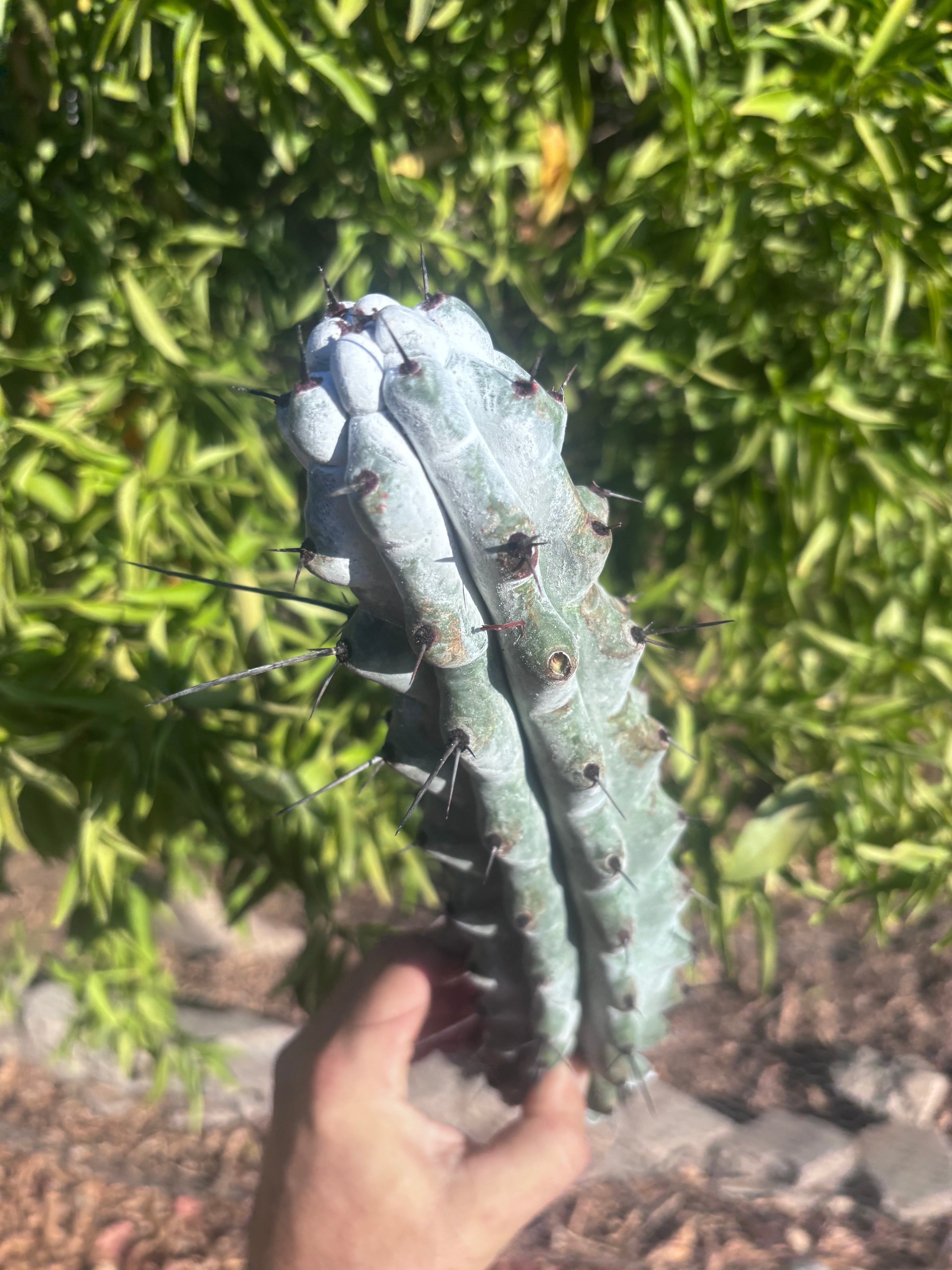 Stenocereus Beneckei — 14” Tip