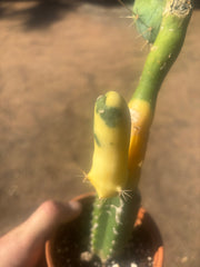 💎👑💎🌶️🌶️ TBM-b Variegated— Long Established Graft on Rooted Stock