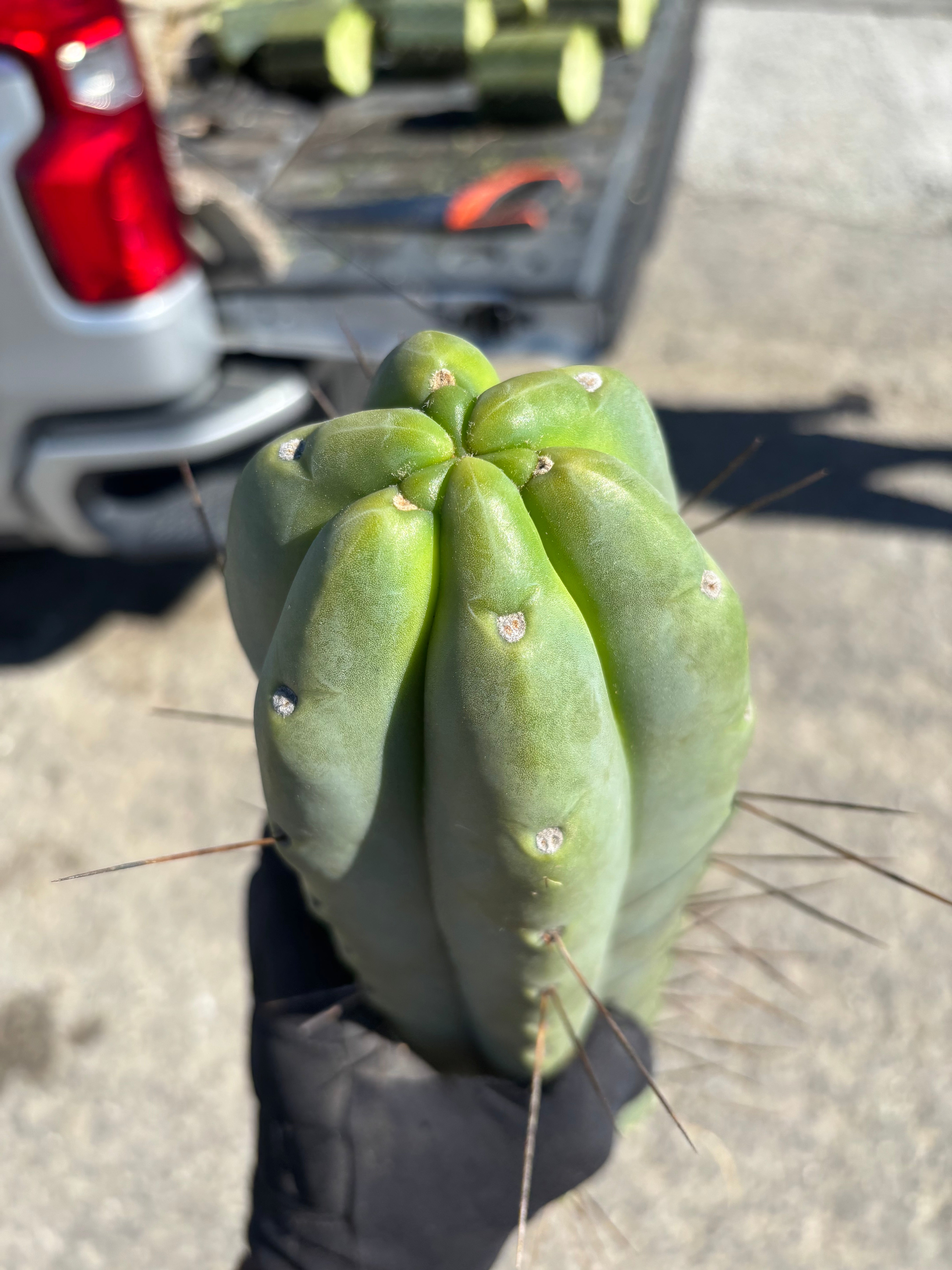 👑💎🌶️🌶️ Eileen — Maxed Girth 14” Tip