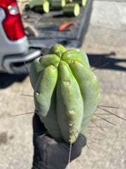 👑💎🌶️🌶️ Eileen — Maxed Girth 14” Tip