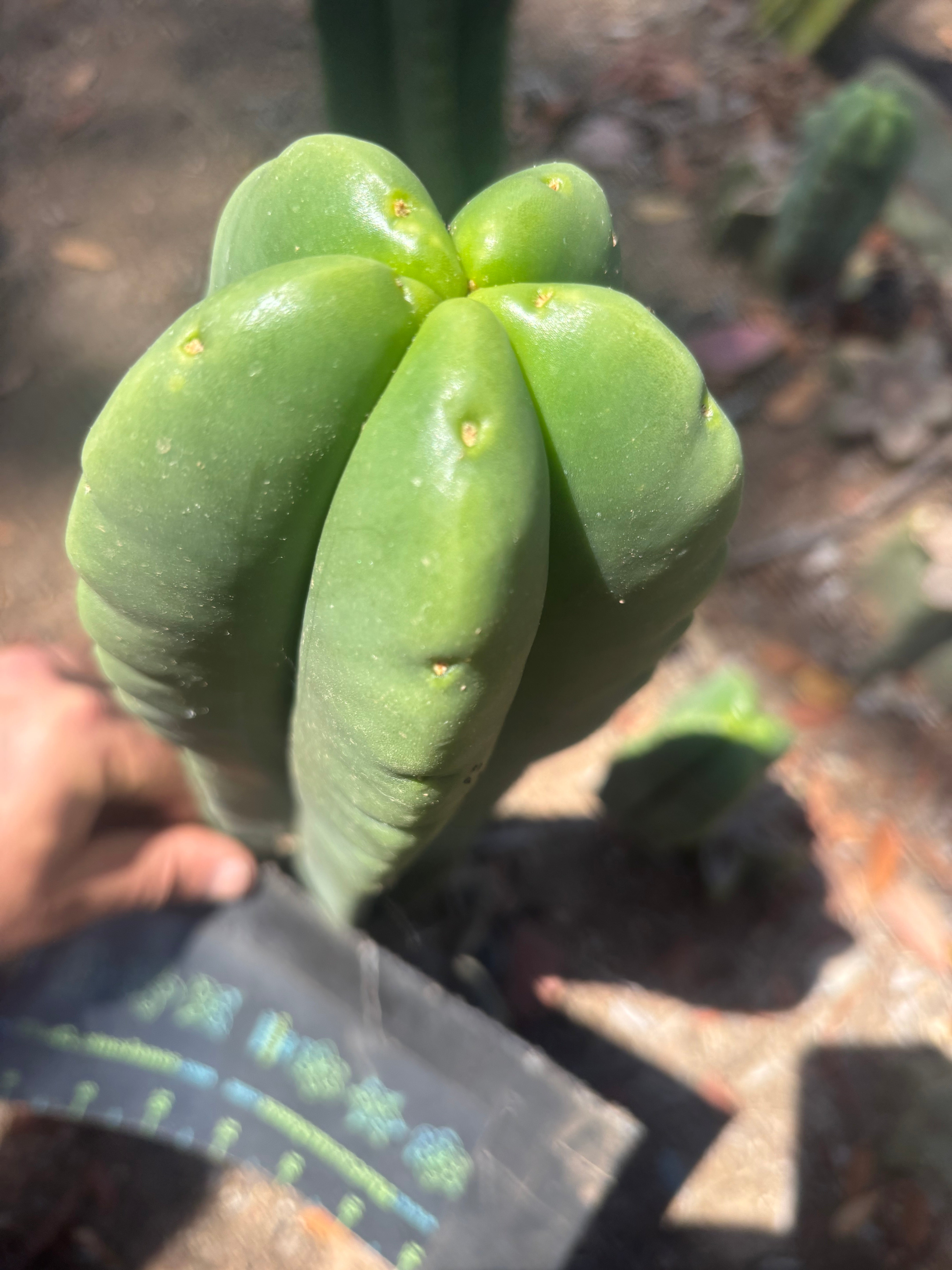 💎👑🌶️ Ferah — 9” Tip