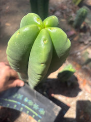 💎👑🌶️ Ferah — 9” Tip