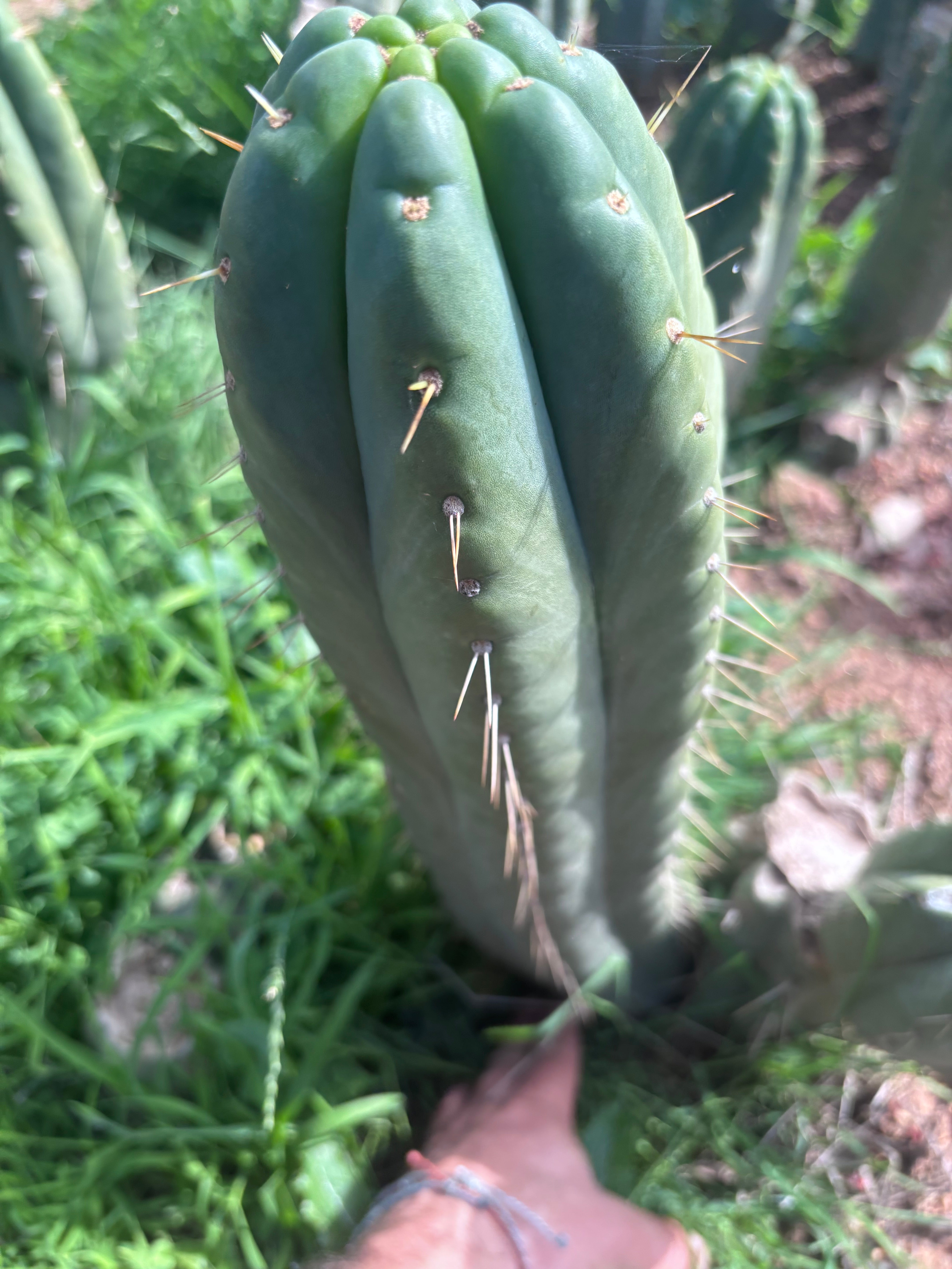 👑💎🌶️ Yowie — Beefy XL 15” Pup