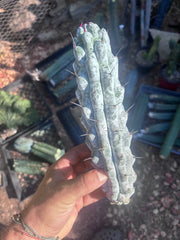 Stenocereus Beneckei — 10” Pup