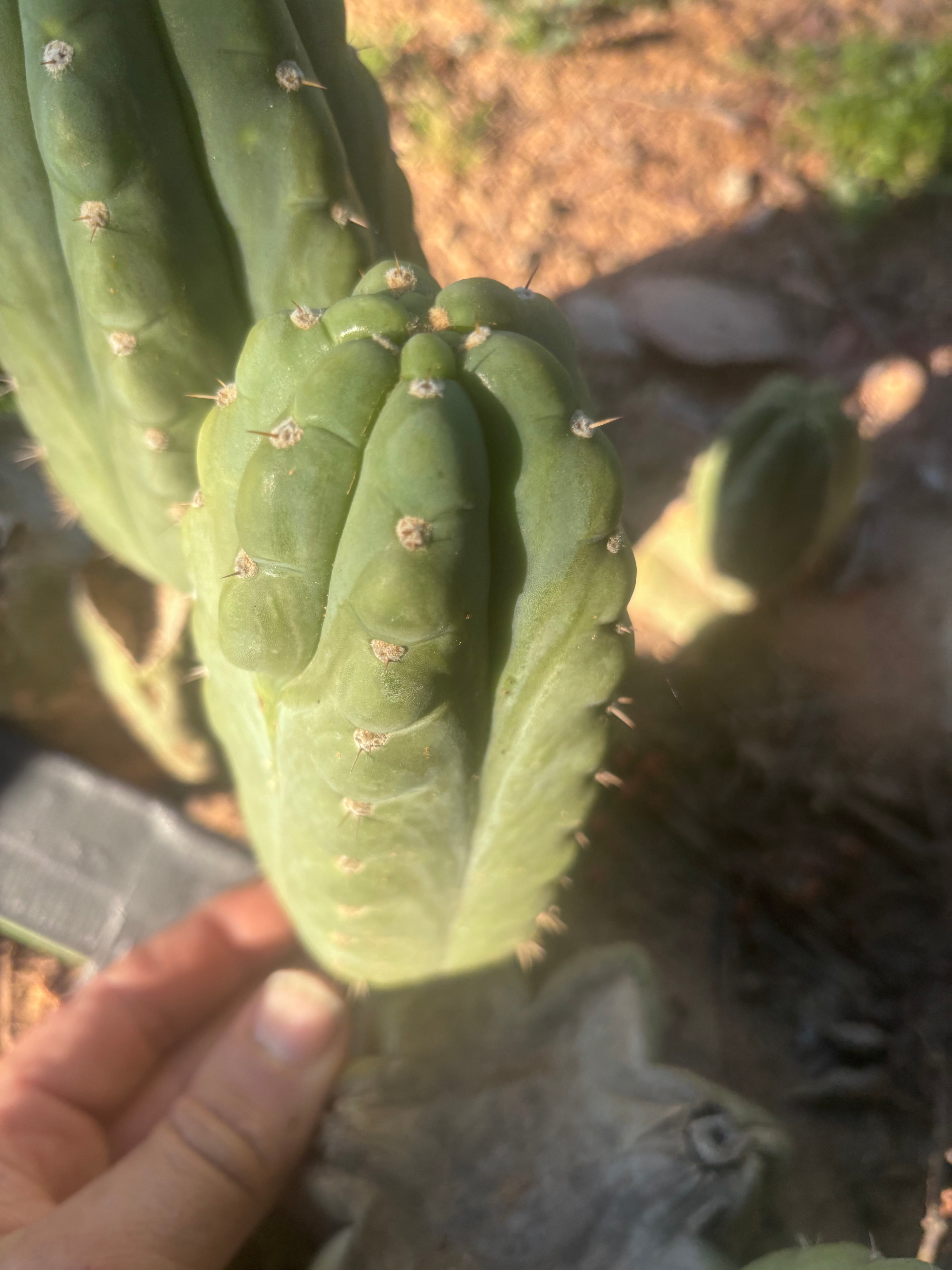 👑🌶️  Ichoca — 6” Grenade