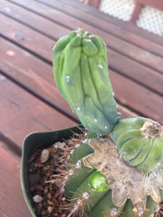 👑💎 Grecas — Butt Graft with Pup