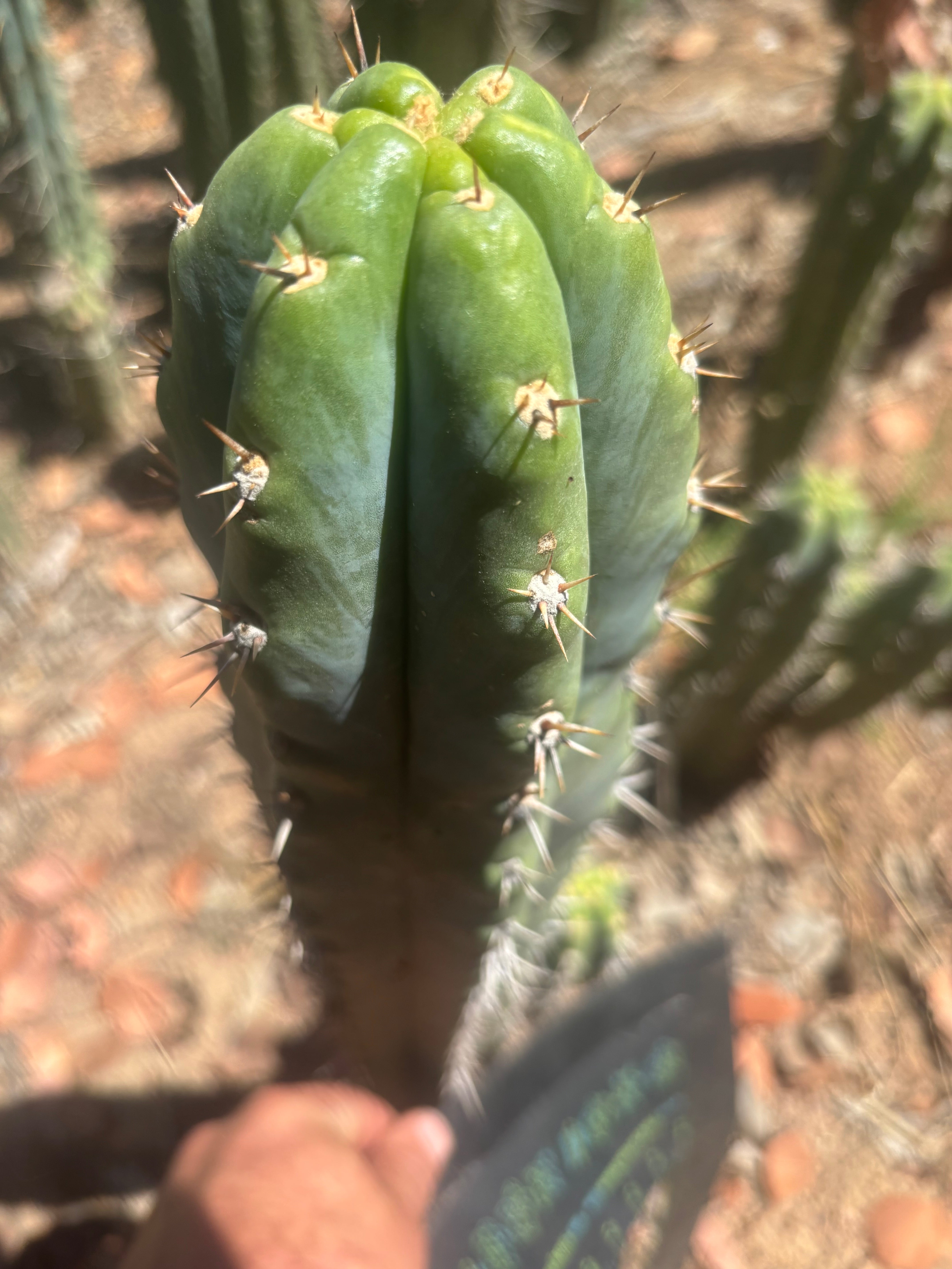 💎 Knuthianus — XL 14” Tip