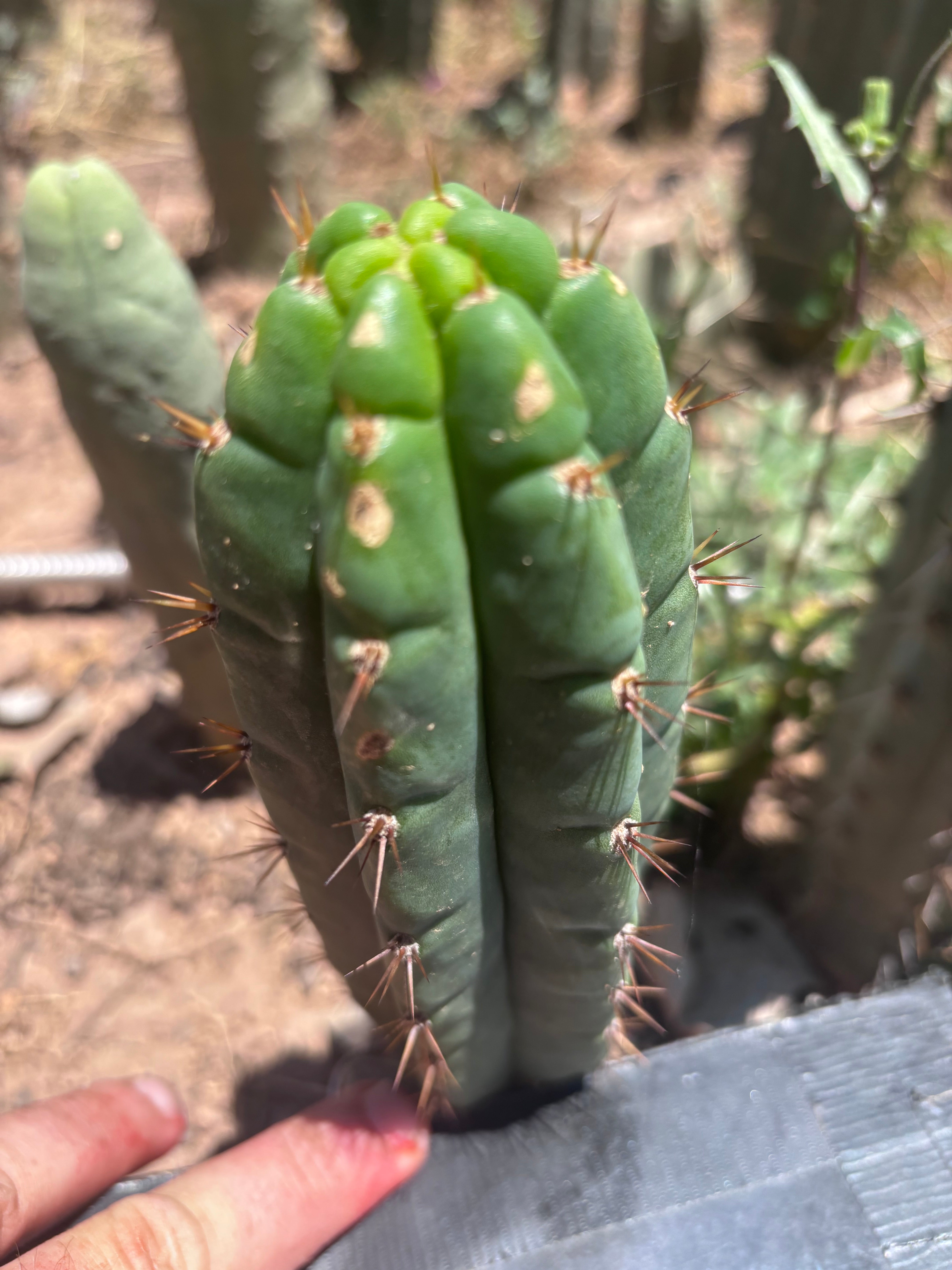 💎👑🌶️🌶️ Austy’s Bomb — 7” Pup