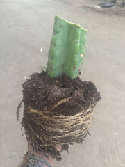 💎🌶️🌶️ NOM — Fully Rooted XL Stump