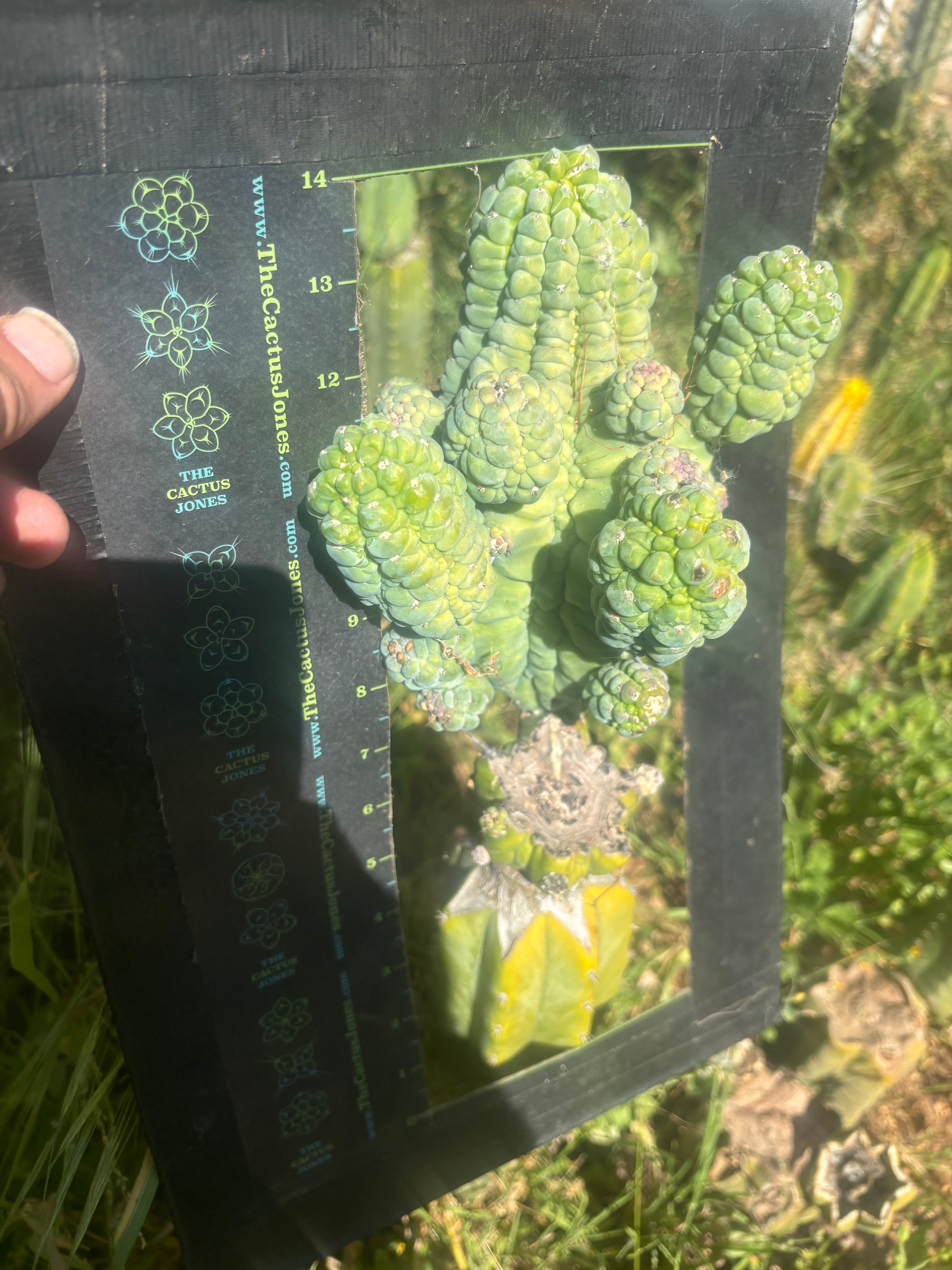 💎👑💎 Glorp — Crazy XXL Pupsplosion Graft