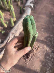 👑🌶️ Pierre — Pupped & Rooted Mid