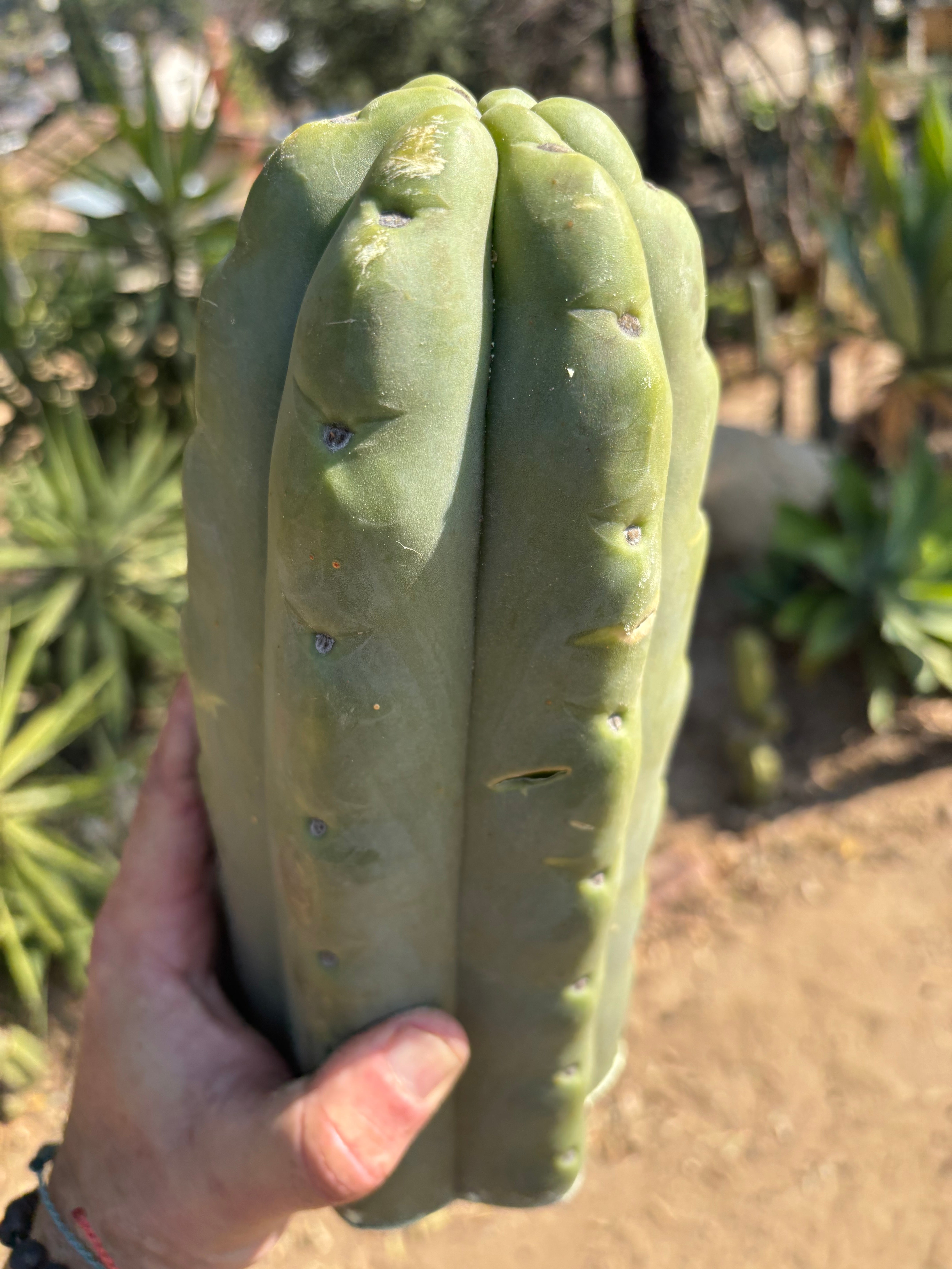 👑🌶️🌶️ Eileen — Max Girth 12” Tip