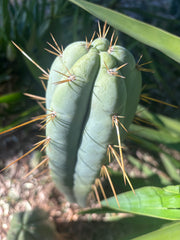 👑 Lotusland Huanu —  Chonky 10” Tip