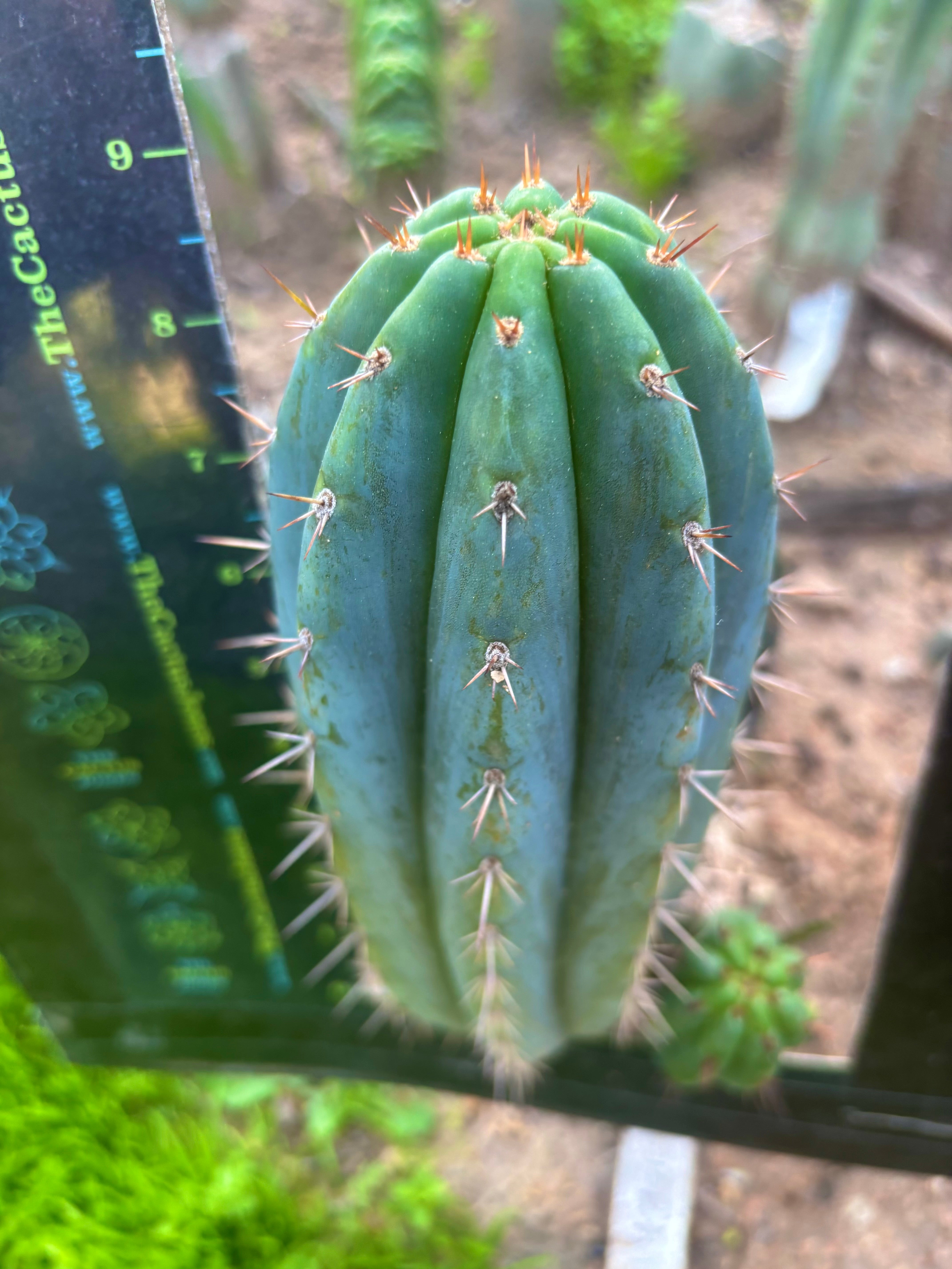 💎👑 Ferret — Another 9” Pup